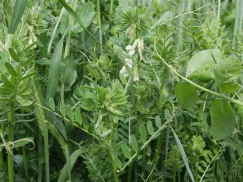 Ökrös Fogat Keverék Bigbagben Ökrös Fogat Keverék Bigbagben