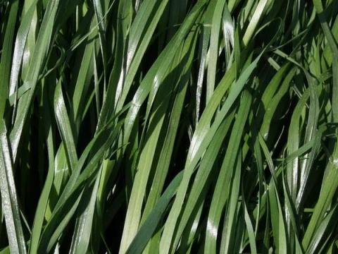 Olaszperje - Suxyl vetőmag Olaszperje - Suxyl vetőmag