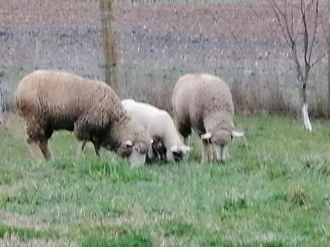 Anya juhok eladók Anya juhok eladók