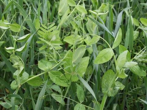 Ötös Fogat Őszi Keverék Bigbagben Ötös Fogat Őszi Keverék Bigbagben
