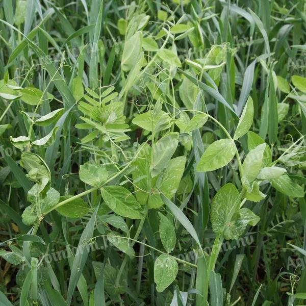 Ötös Fogat Őszi Keverék Bigbagben