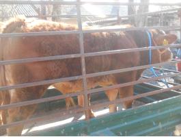 Limousin borjak eladók