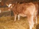 Limousin borjak eladók