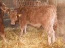 Limousin borjak eladók