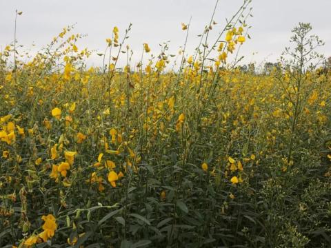 Sziki kender kereskedelmi vetőmag 25 kg-os kiszerelésben Sziki kender kereskedelmi vetőmag 25 kg-os kiszerelésben