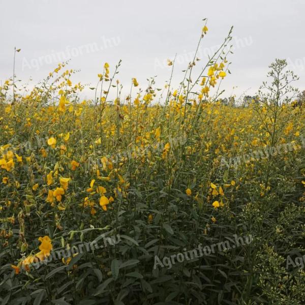 Sziki kender kereskedelmi vetőmag 25 kg-os kiszerelésben