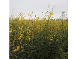 Sziki kender kereskedelmi vetőmag 25 kg-os kiszerelésben