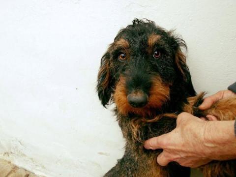 Szálkás szőrű tacskó normál törzskönyves kan fedeztetésre Szálkás szőrű tacskó normál törzskönyves kan fedeztetésre