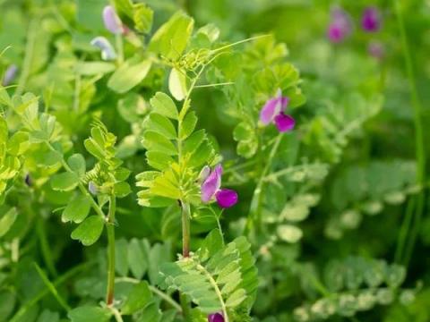 Tavaszi takarmánybükköny 25 kg-os kiszerelésben Tavaszi takarmánybükköny 25 kg-os kiszerelésben