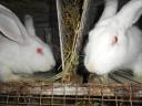 Pannon fehér nyulak,  felnőtt,  növendék,  XXL,  anyai ág