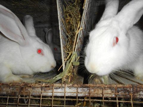 Pannon fehér nyulak, felnőtt, növendék, XXL, anyai ág Pannon fehér nyulak, felnőtt, növendék, XXL, anyai ág