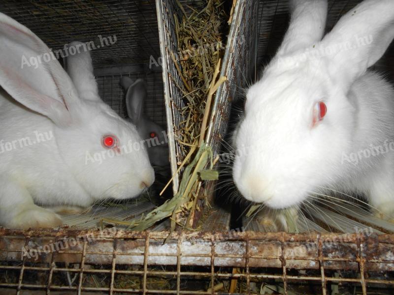 Pannon fehér nyulak,  felnőtt,  növendék,  XXL,  anyai ág