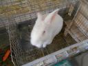 Pannon fehér nyulak,  felnőtt,  növendék,  XXL,  anyai ág