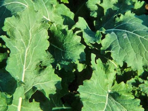 Wilma takarmányrepce vetőmag Wilma takarmányrepce vetőmag