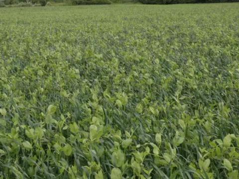 Zabosborsó magkeverék tavaszi borsóval kiszsákos Zabosborsó magkeverék tavaszi borsóval kiszsákos