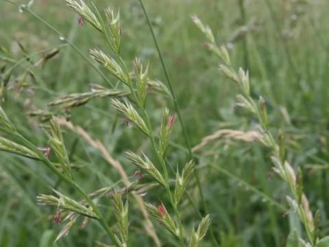 Angol perje takarmány vetőmag Angol perje takarmány vetőmag