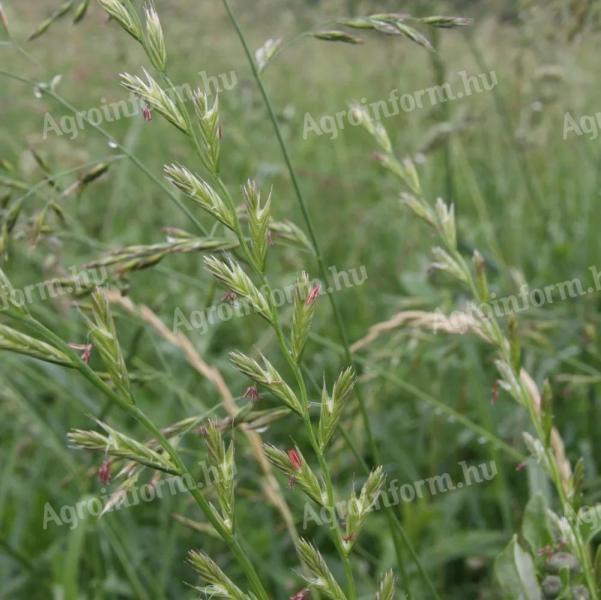 Angol perje takarmány vetőmag