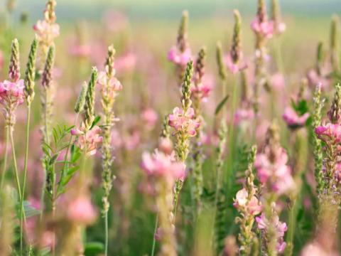 Baltacim vetőmag Baltacim vetőmag