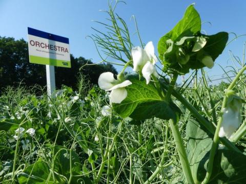 Tavaszi borsó vetőmag Orchestra