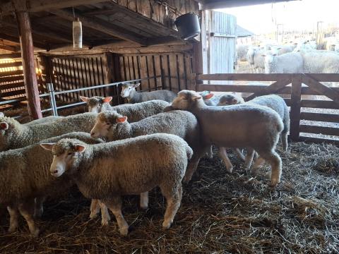 Ile de France jerke / jerkèk eladó Ile de France jerke / jerkèk eladó