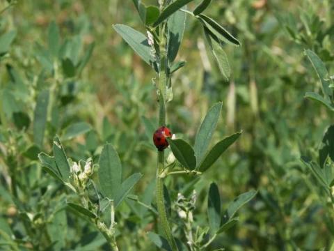 Kúszó lucerna "Szentesi Róna" vetőmag