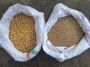 Kukorica és búza fele-fele arányban eladó