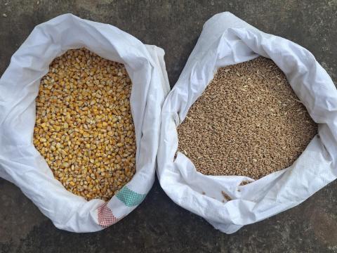 Kukorica és búza fele-fele arányban eladó Kukorica és búza fele-fele arányban eladó