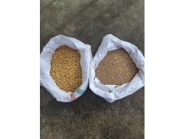 Kukorica és búza fele-fele arányban eladó