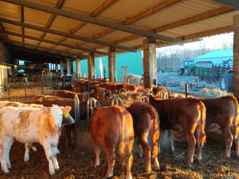 Hús jellegű üszők eladók Hús jellegű üszők eladók