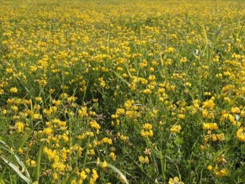 Szarvaskerep vetőmag