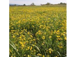 Szarvaskerep vetőmag