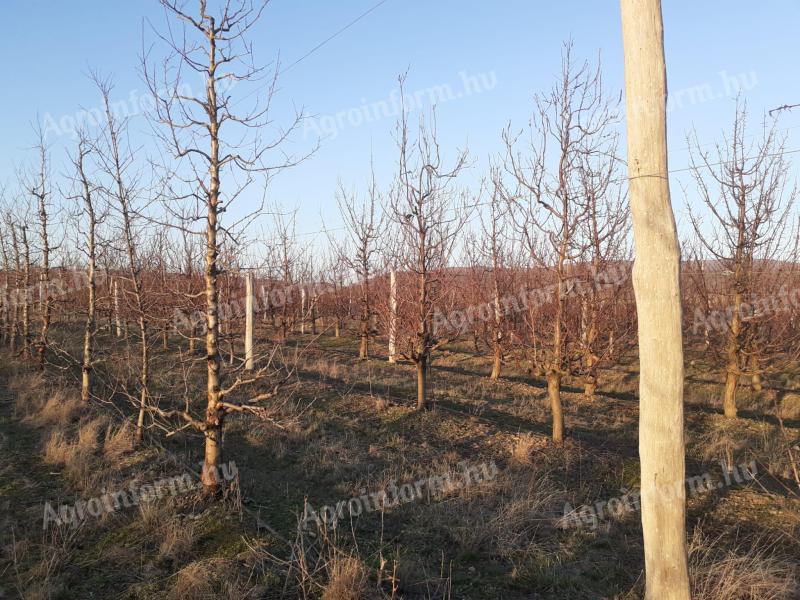 1,8 ha barackos 3231 Gyöngyössolymos