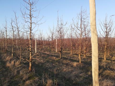 1,8 ha barackos eladó Gyöngyössolymos külterületén 1,8 ha barackos eladó Gyöngyössolymos külterületén