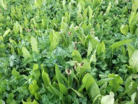 Takarmánycikória vetőmag,  25 kg kiszerelésben