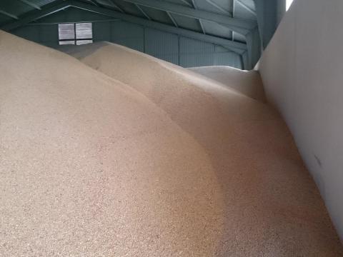 Malmi búza Malmi búza