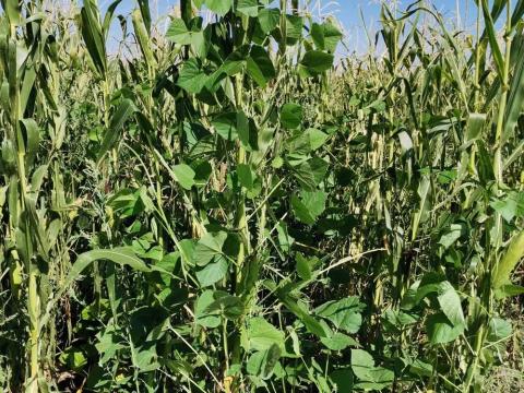 Lablab trópusi futóbab