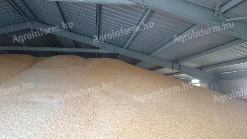 Őszi árpa eladó