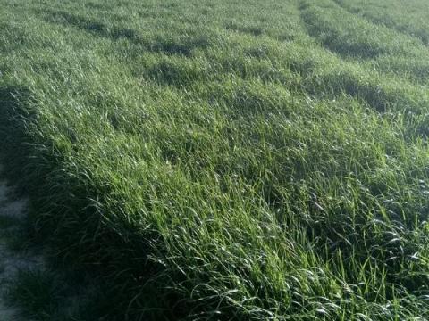 Olaszperje - Karmyl vetőmag