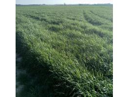 Olaszperje - Karmyl vetőmag