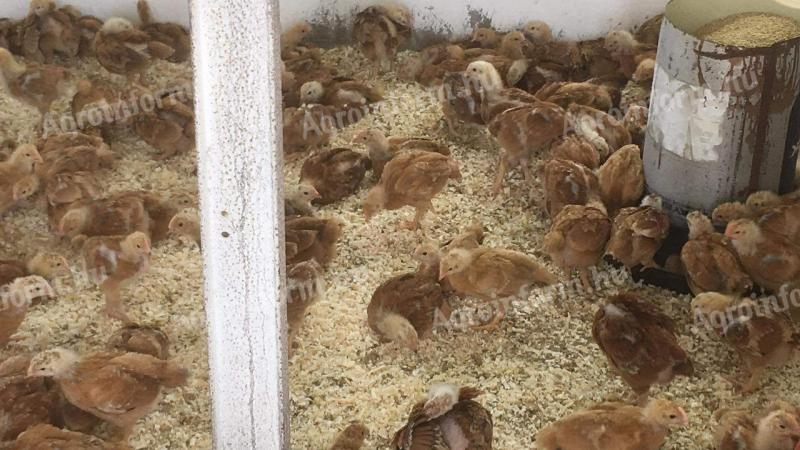 Napos és előnevelt csibe kapható előjegyezhető