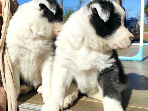 Border Collie kiskutyák