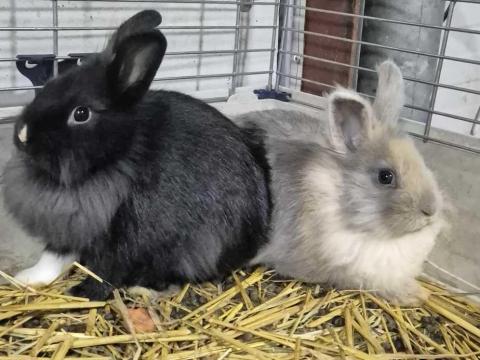 Törpenyuszik eladó