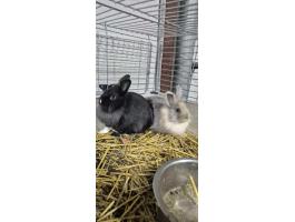 Törpenyuszik eladó