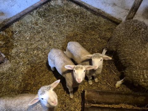 3-as ellésből Ile de France anyától kosbárány eladó