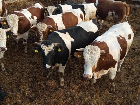 Nagysúlyú bikák eladók Nagysúlyú bikák eladók