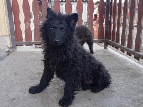 Mudi kiskutyák Mudi kiskutyák