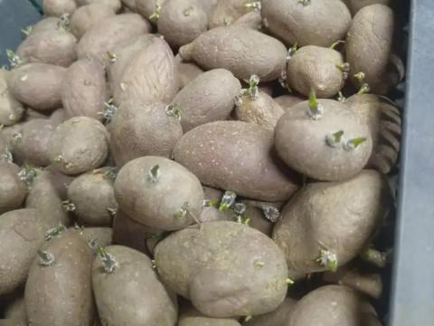 Vető mérető burgonya ESMEE Vető mérető burgonya ESMEE