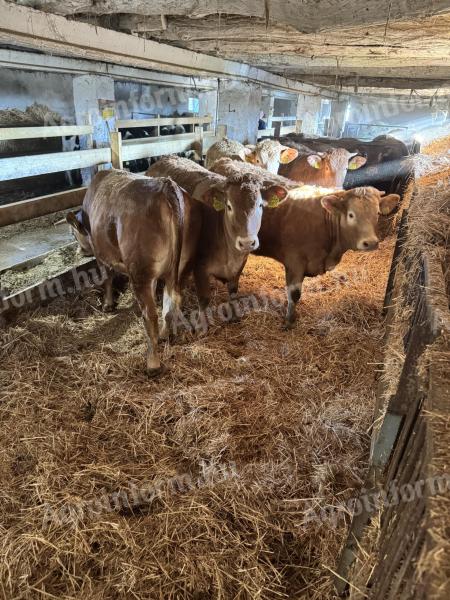 Limousin üszők eladók