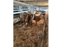 Limousin üszők eladók