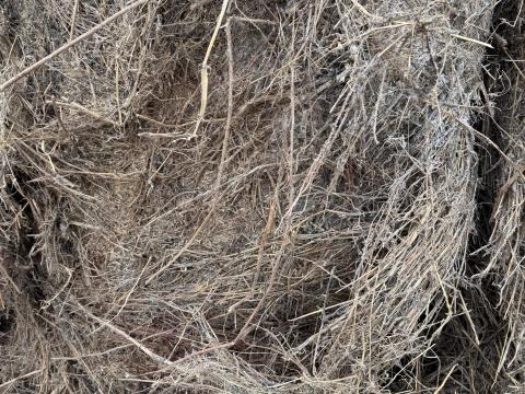 Eladó gyenge minőségű, kórós gyepszéna olcsón